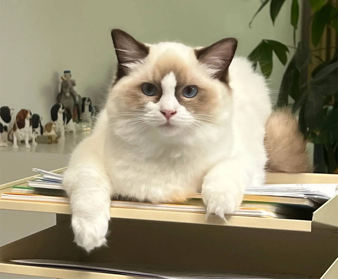 Kynodog & Educats